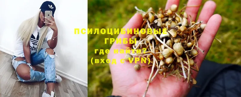 Галлюциногенные грибы Psilocybe Макушино